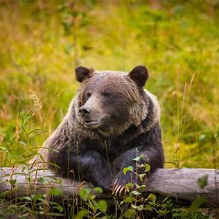 🐻 Wildlife Wisdom: Groom Like a Grizzly